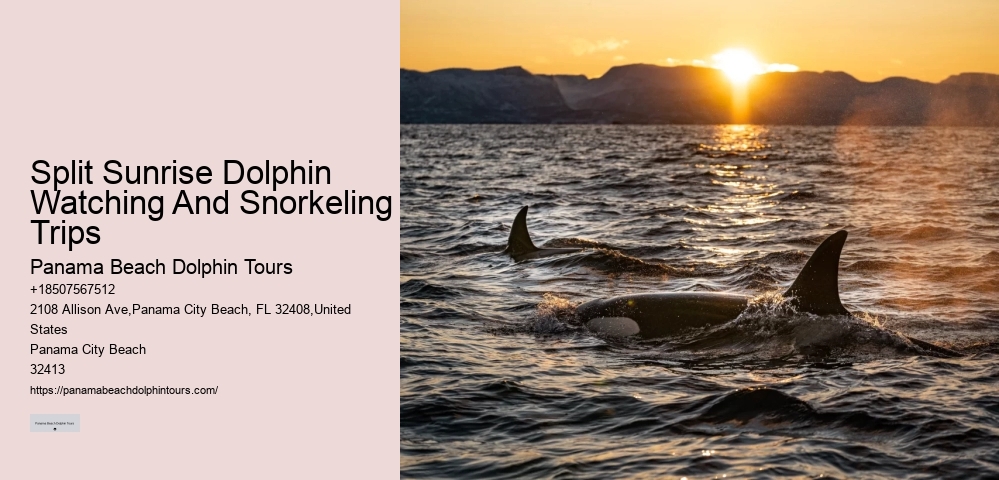 Is It Safe To Swim With Wild Dolphins