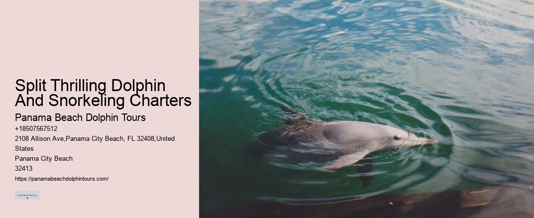 Split Thrilling Dolphin And Snorkeling Charters
