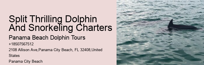 Best Sunset Dolphin Cruise Panama City Beach