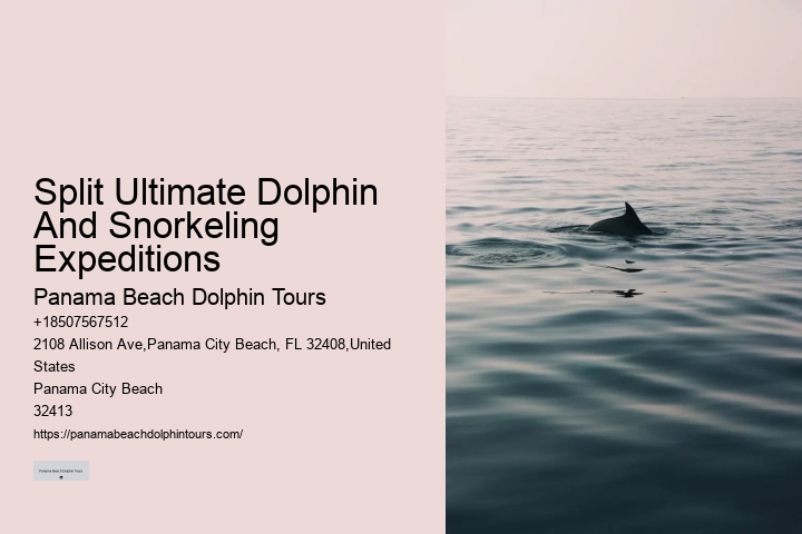 Premium Dolphin Expedition with Snorkeling