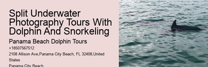 Panama City Beach Catamaran Snorkel Dolphin Swim Cruise