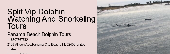 Dolphin Tour And Snorkeling Near Me