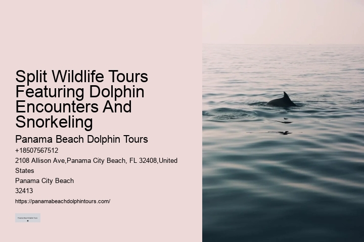 Dolphin Snorkeling