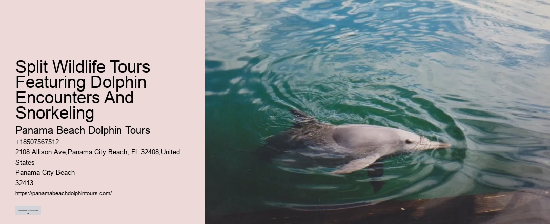 Split Wildlife Tours Featuring Dolphin Encounters And Snorkeling