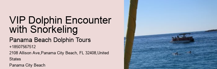 Dolphin Cruise