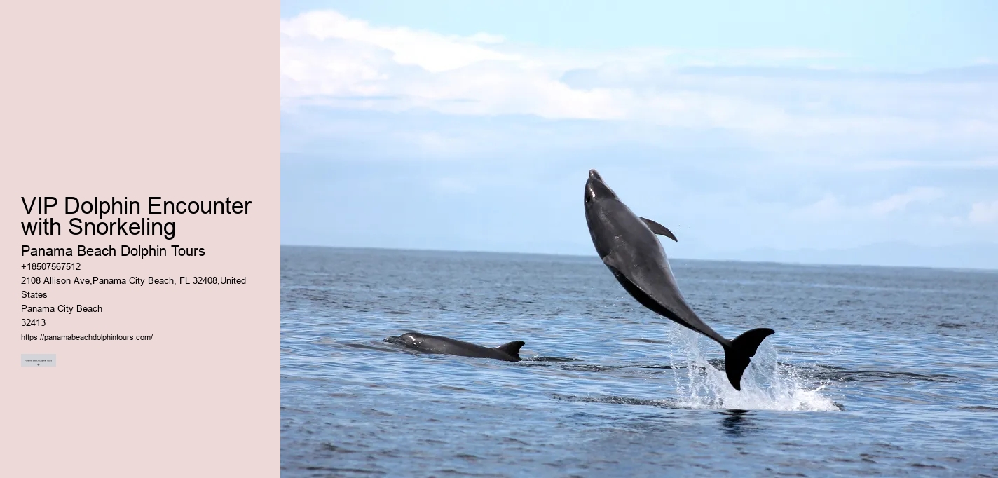 All-inclusive Experiences - Swim With Dolphins