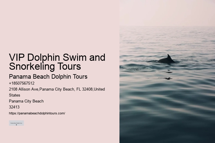 Split Snorkeling And Dolphin Watching For Beginners