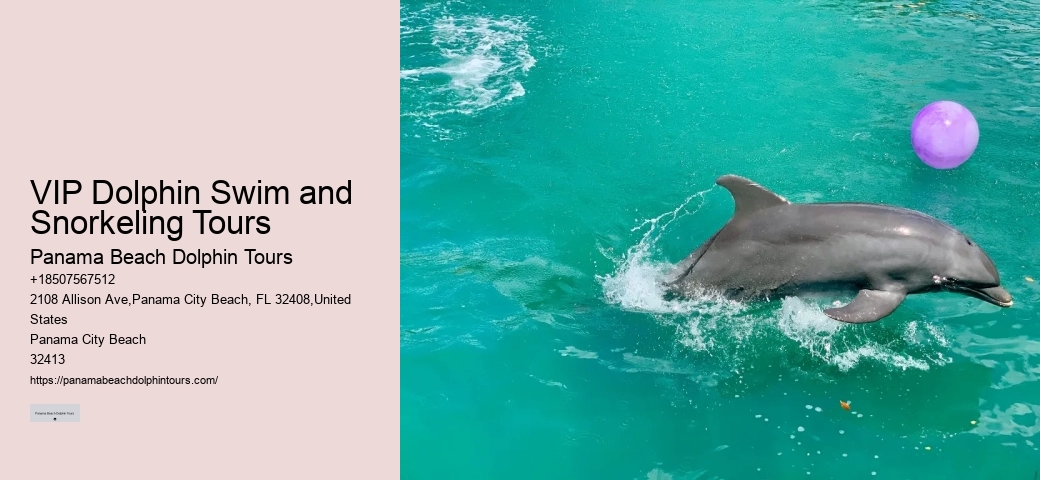 Split Vip Snorkeling And Dolphin Tours