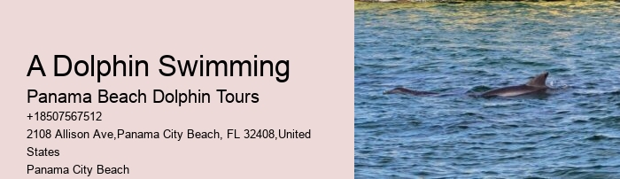 Dolphin discovery voyages in Panama City Beach