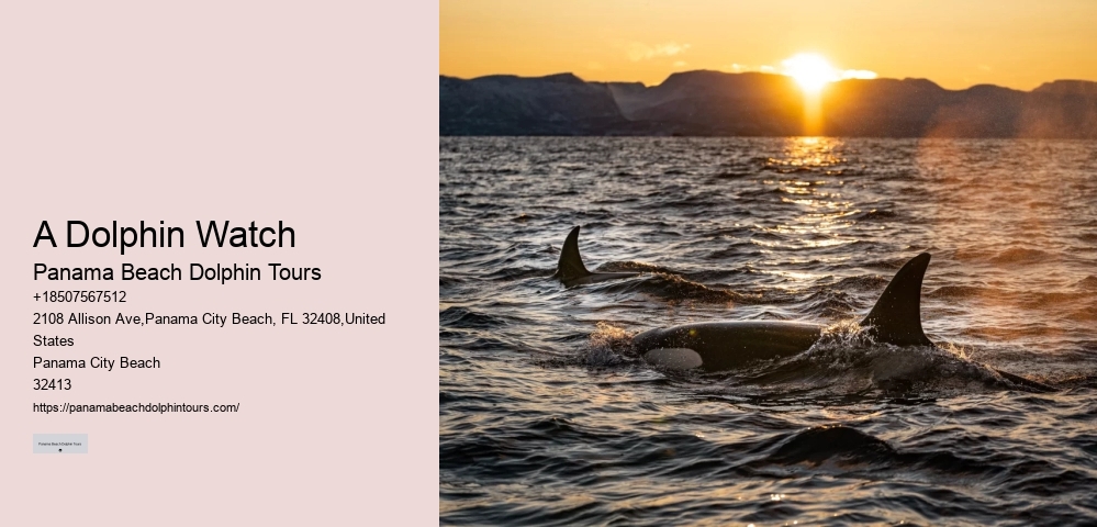 Dolphin Tours Queenstown