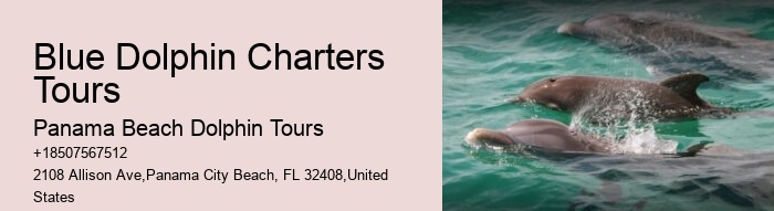 Elite Dolphin Interaction and Snorkeling Tours