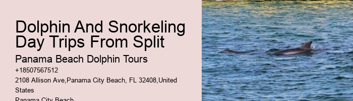Are there evening or night dolphin tours available in Panama City Beach
