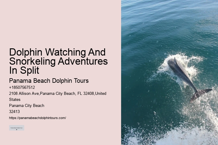 Split Dolphin Tour