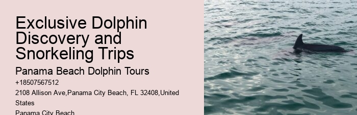 Split Snorkeling Expeditions With Dolphin Watching Included