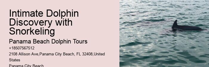 Top Panama City Beach Dolphin Watching
