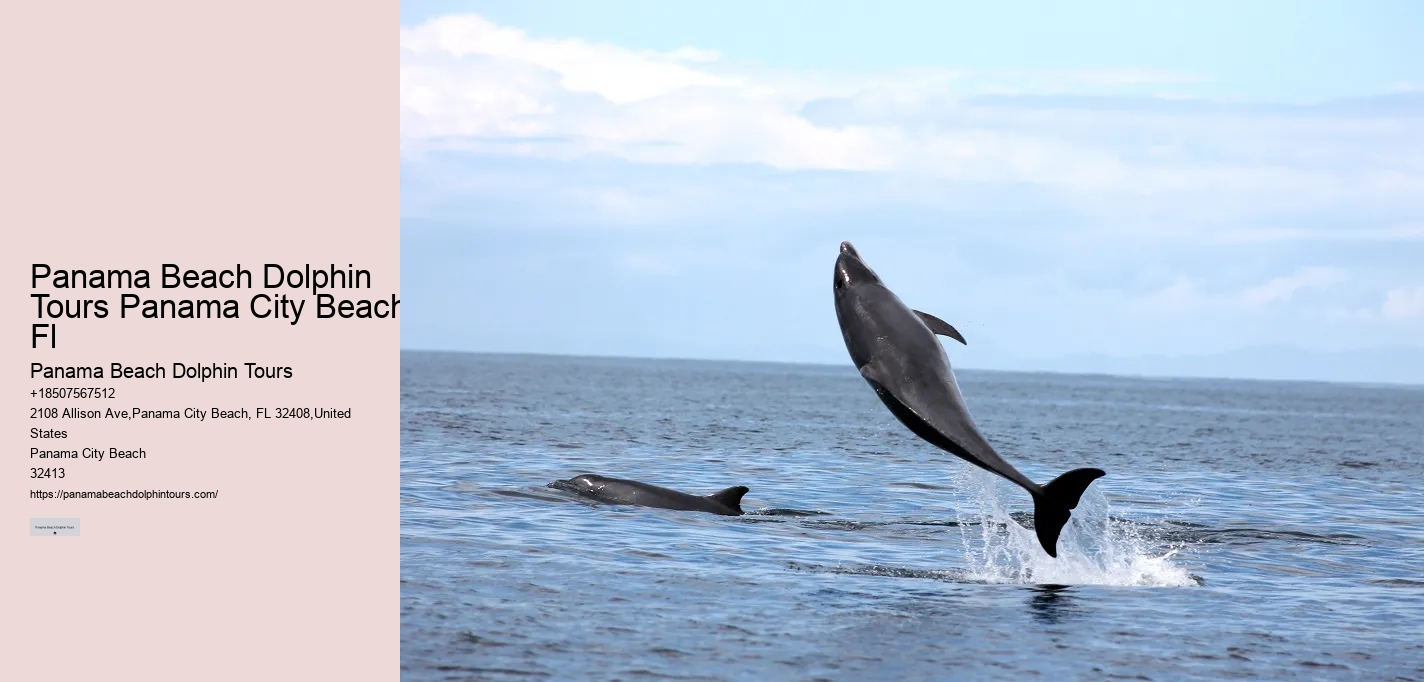 Tailored Dolphin Expedition with Snorkeling