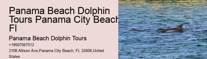 Dolphin And Snorkeling Tours In Split