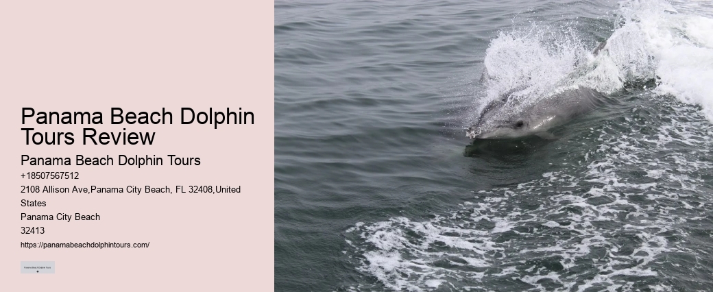 Dolphin Tours And Shell Island Panama City Beach