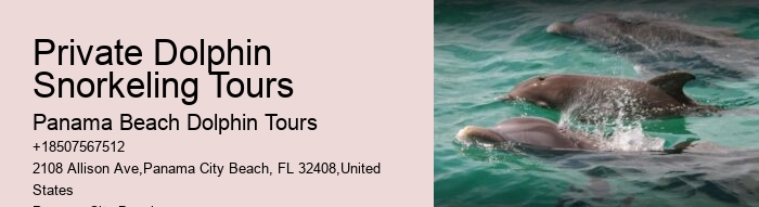 A Dolphin Watch