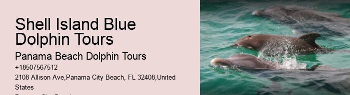 Split Charter Dolphin And Snorkeling Tours Cost