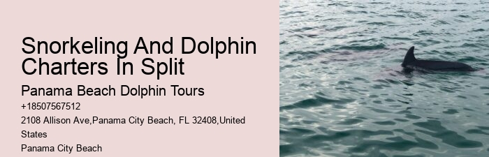 Elite Dolphin Watching with Snorkeling