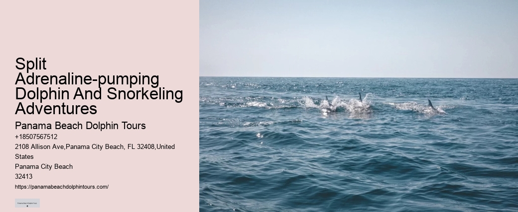 Private Dolphin And Snorkeling Tours