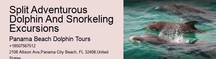 Intimate Dolphin Swim and Snorkeling