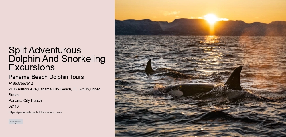 Do Dolphins Try To Protect Humans