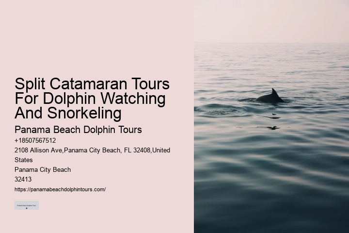 2Hrs Shared Charter Dolphin & Snorkeling Tour