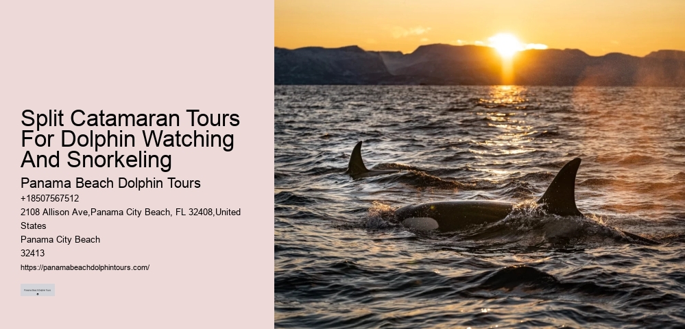 Elite Dolphin Adventure and Snorkeling