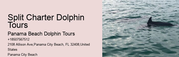 Luxury Dolphin Swim and Snorkeling Tours