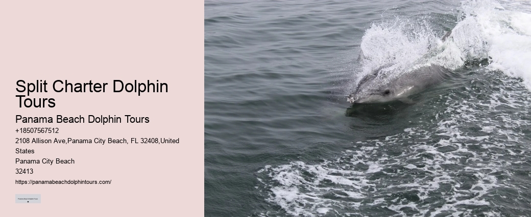Six Reasons Why You Should Not Swim With Wild Spinner Dolphins