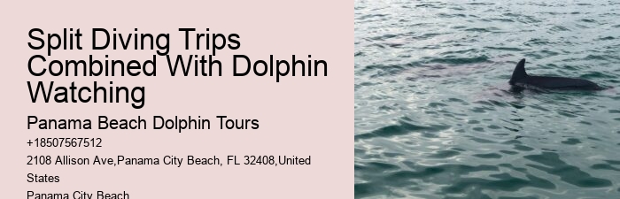 Dolphin Snorkeling Adventures Departing From Split