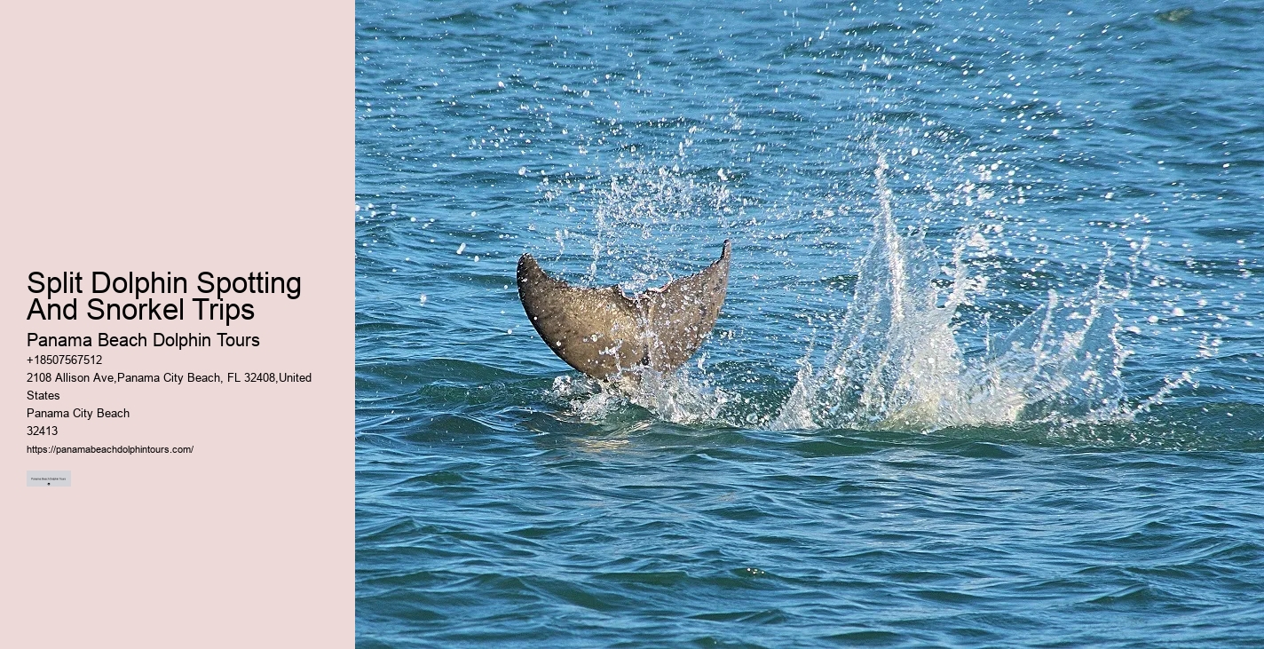 Panama City Beach dolphin adventures