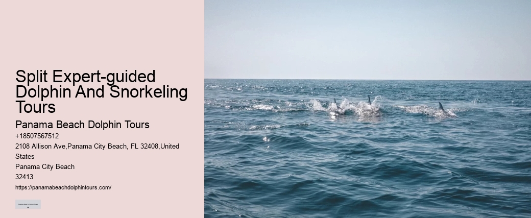 Split Diving Trips Combined With Dolphin Watching