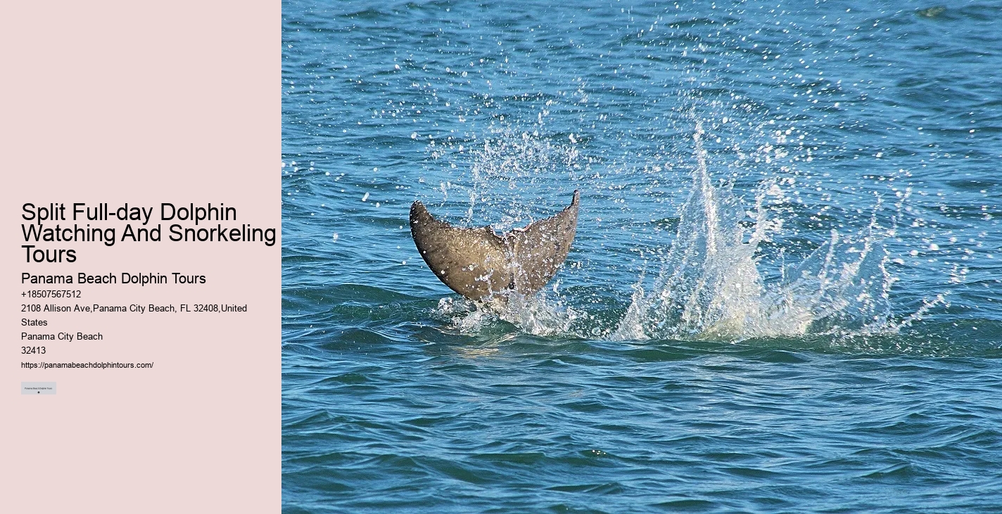 Intimate Dolphin Discovery with Snorkeling