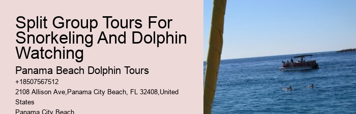 Deluxe Dolphin Safari and Snorkeling Trips