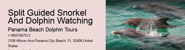 Split Small-group Dolphin And Snorkeling Tours
