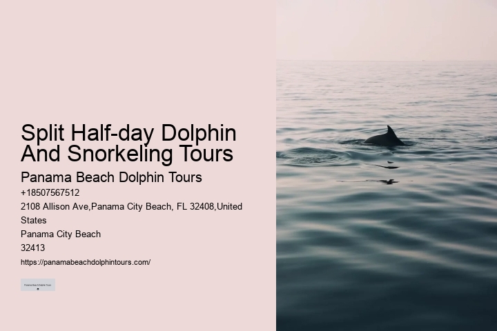 Split Unforgettable Snorkeling And Dolphin Trips