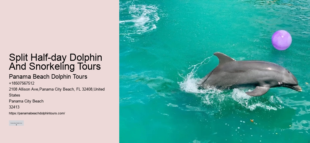 5 Reasons Not To Swim With Dolphins