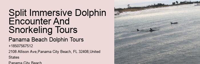 Dolphin Tours In Panama City Florida