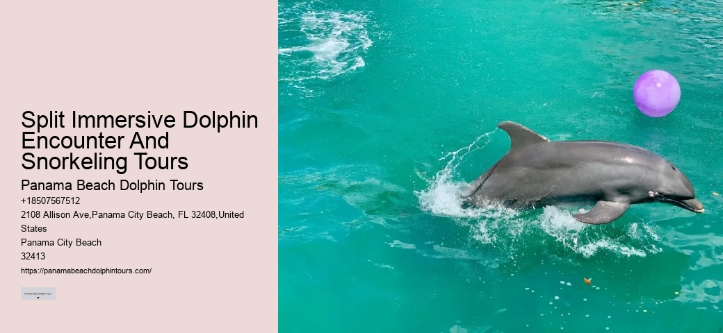 Panama City Beach Dolphin Boat Cruises