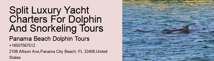 Dolphin Excursions Snorkel Adventure