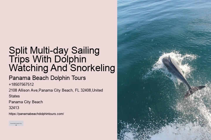 Dolphin Boat Trips PCB