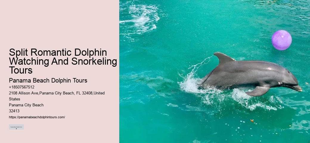Is There A Weight Limit For Swimming With Dolphins