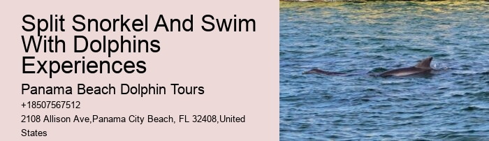 Best Panama City Beach Dolphin Tours