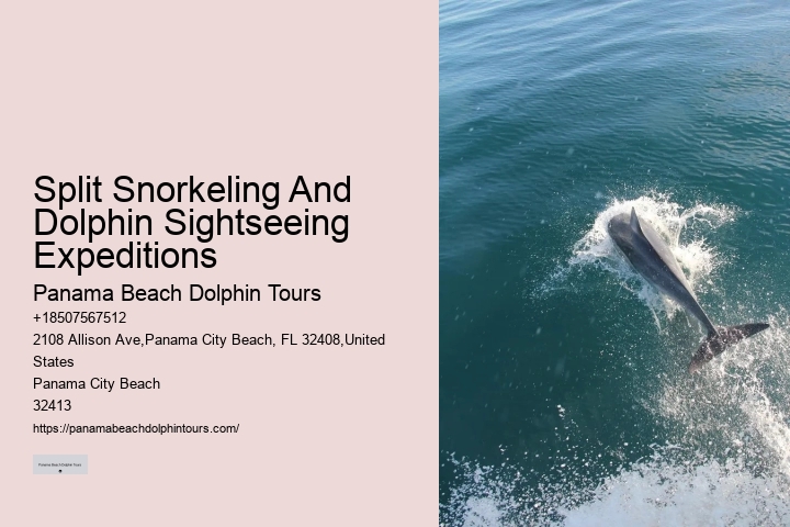 Is It Better To Swim With Dolphins In The Morning Or Afternoon