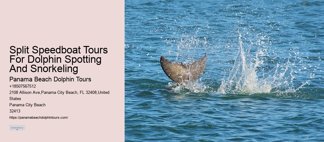 What Does It Mean When Dolphins Come Close To Shore