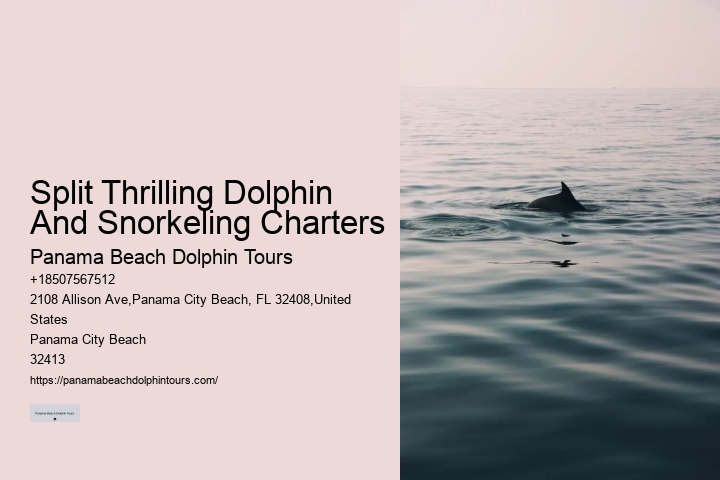 Intimate Dolphin Spotting with Snorkeling