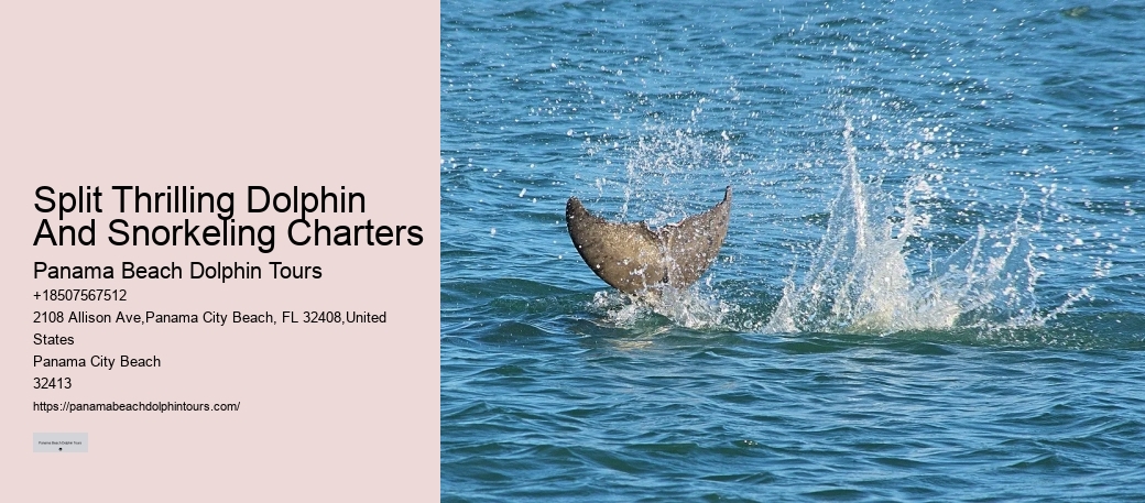 Can I book a private dolphin tour in Panama City Beach